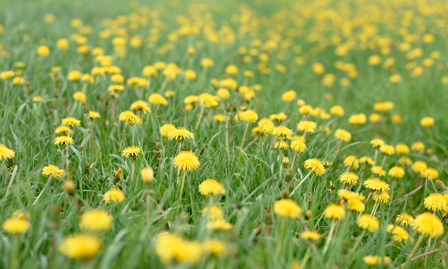 Ett fält med grönt gräs med många gula blommor.