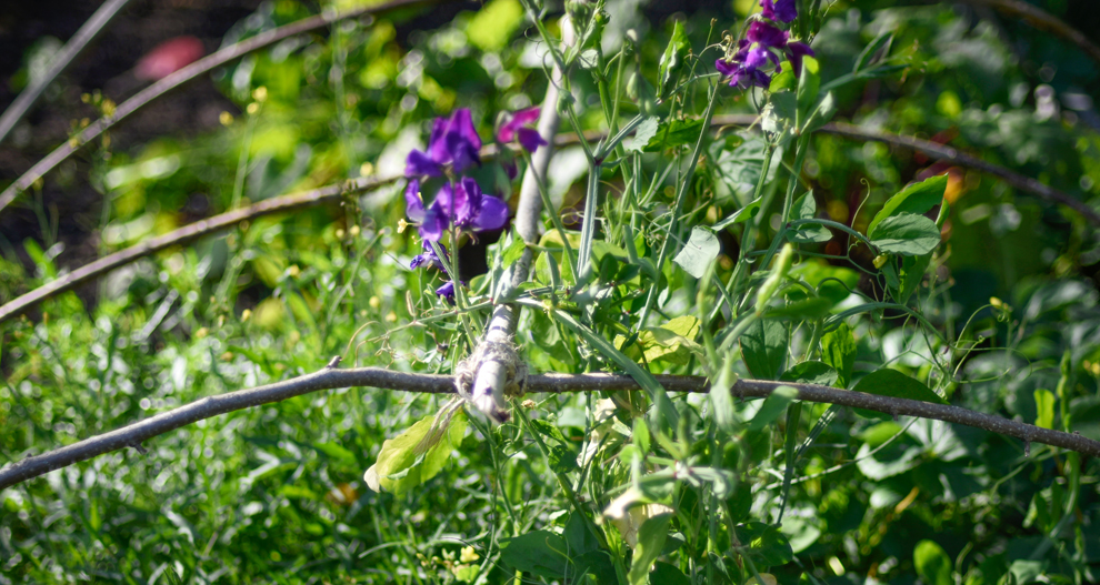 En växt med lila blommor stöds av en brun stam i en trädgårdsmiljö.
